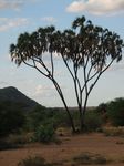 14075 Baboons (monkeys) in a tree.jpg